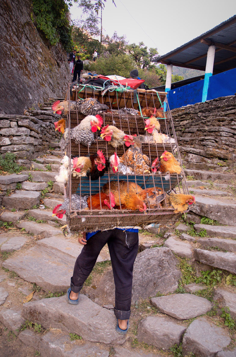 Poon Hill Trail - Man with Chickens