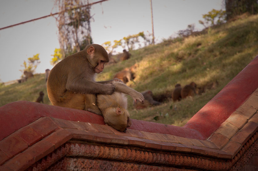 Kathmandu - Pashupatinath Temple - Monkeys