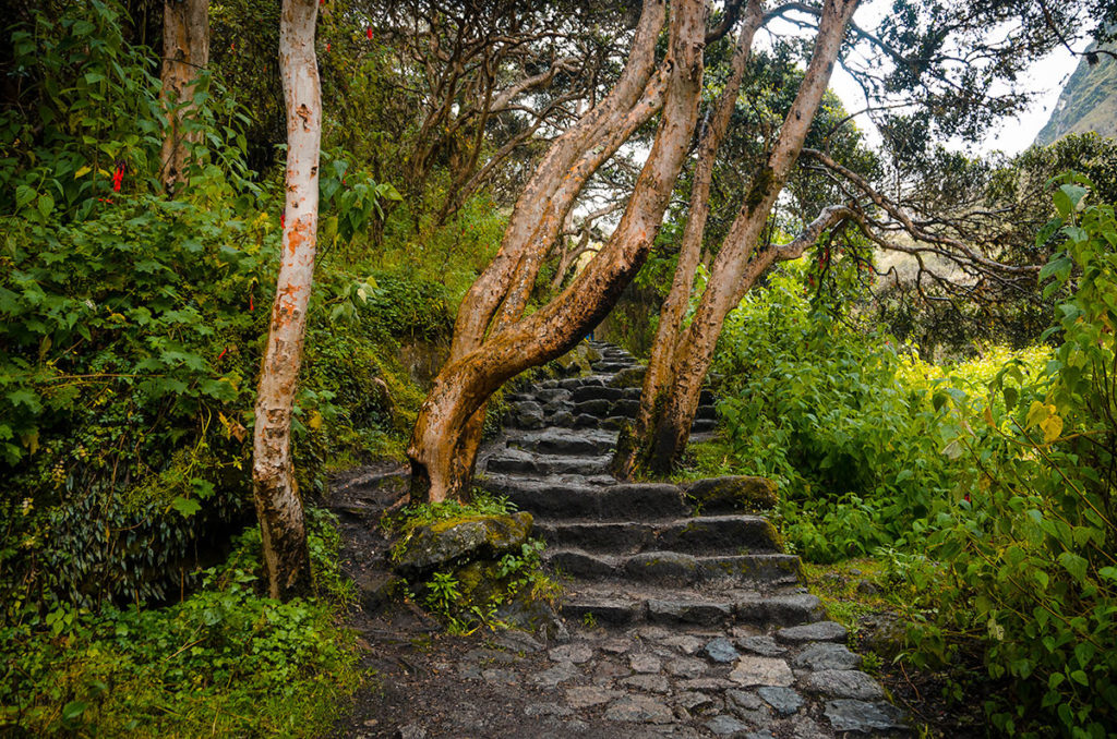 Trees along the path - Inca Trail