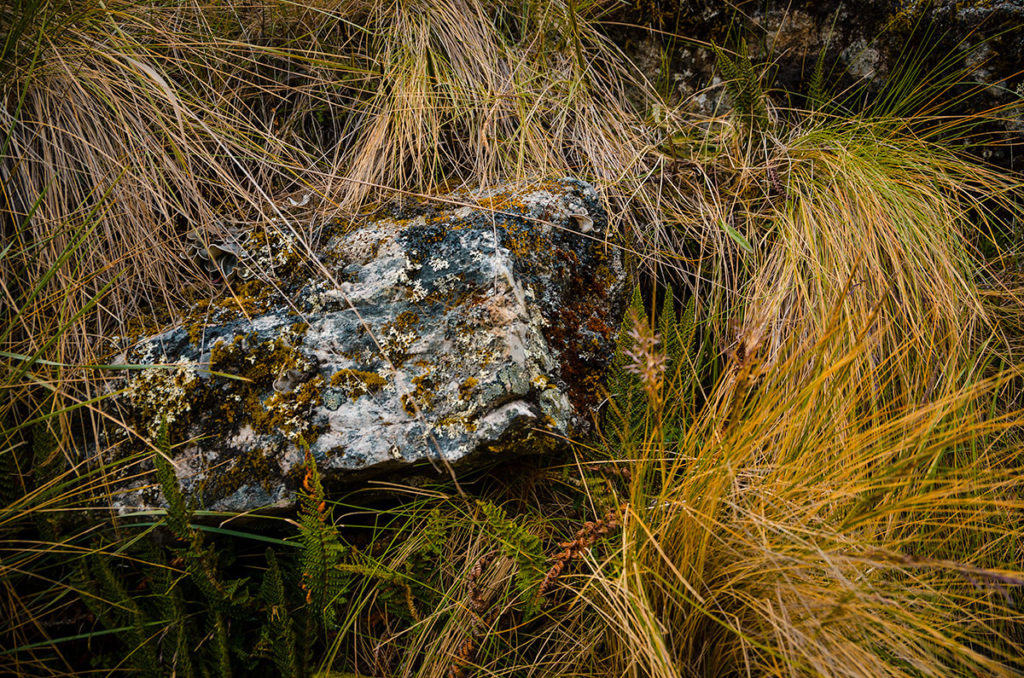Moss-covered rock - Inca Trail