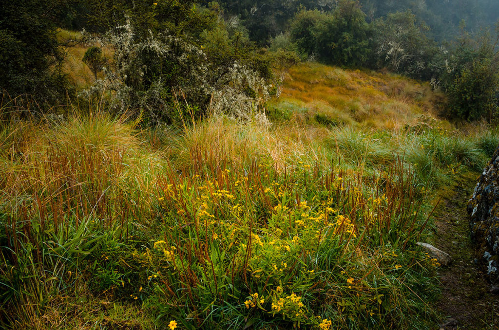 Grassy field with flowers - Inca Trail