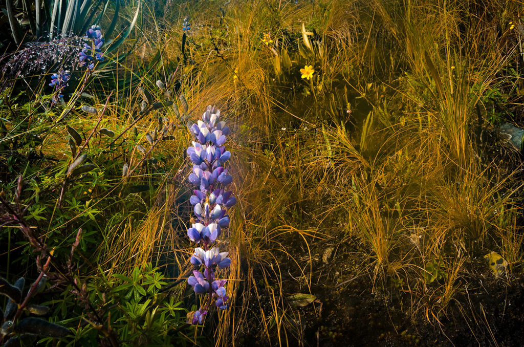 Purple flowers in mist - Inca Trail