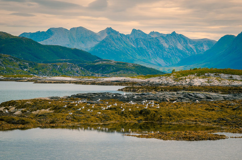 Flock of birds on an island - Sommarøy