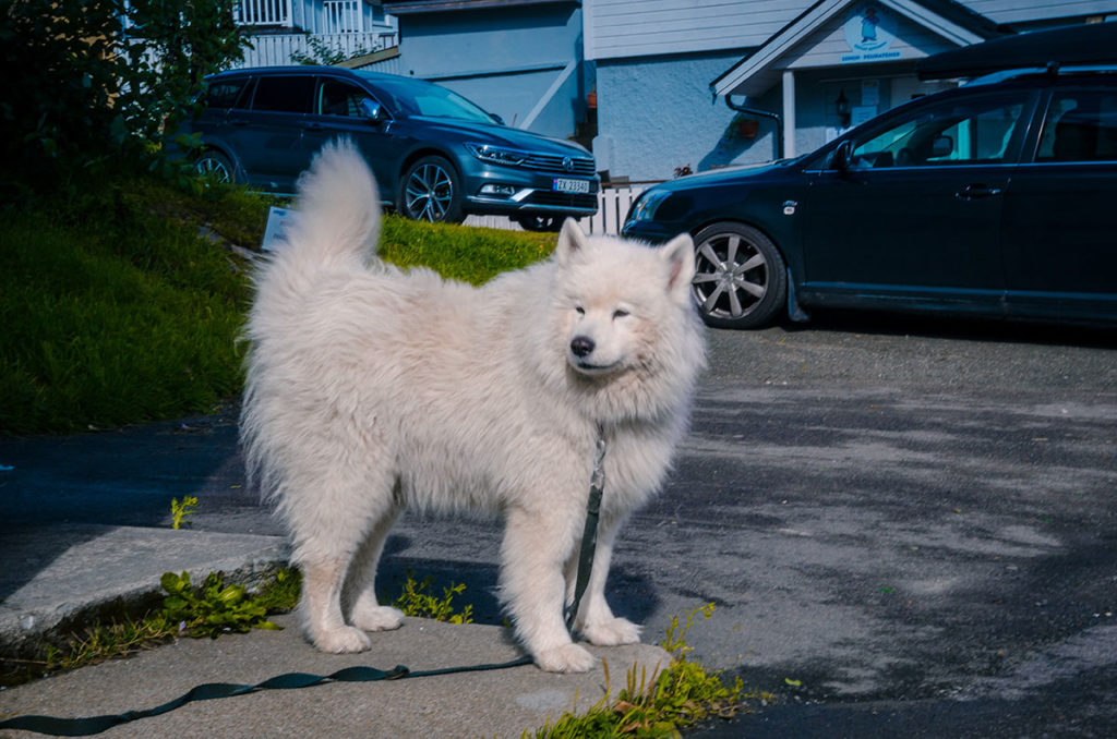 White Samoyed Husky - Henningsvær