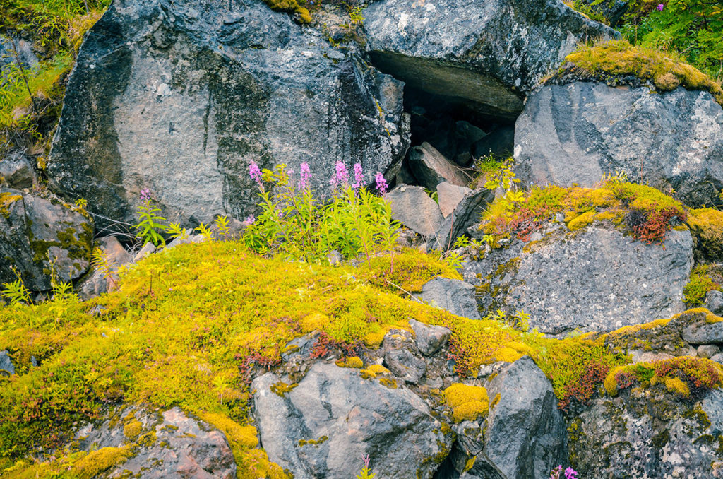 Flowers on rock formations - Senja