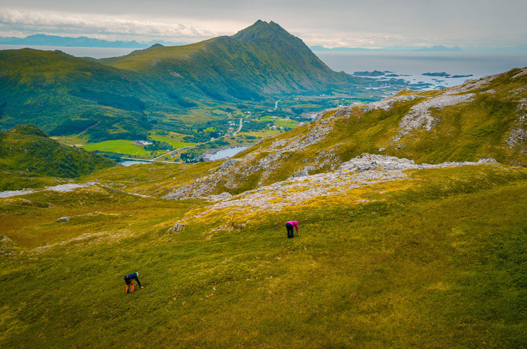 Two hikers from a distant picking berries - Justadtinden Mountain