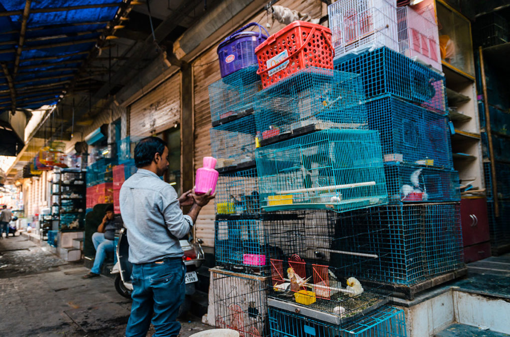Birds for sale in Crawford Market - Mumbai
