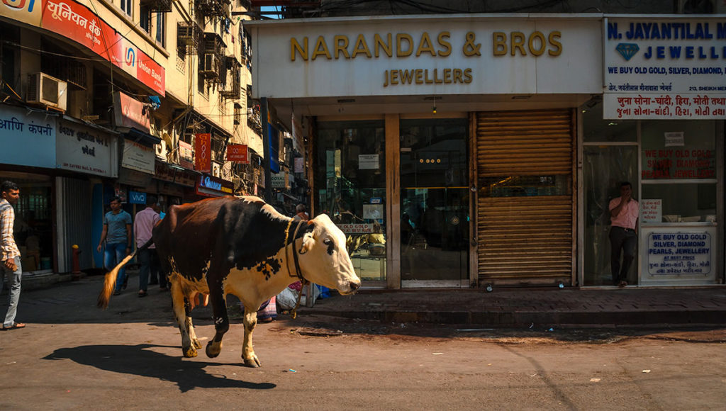 A cow walking on a street - Mumbai