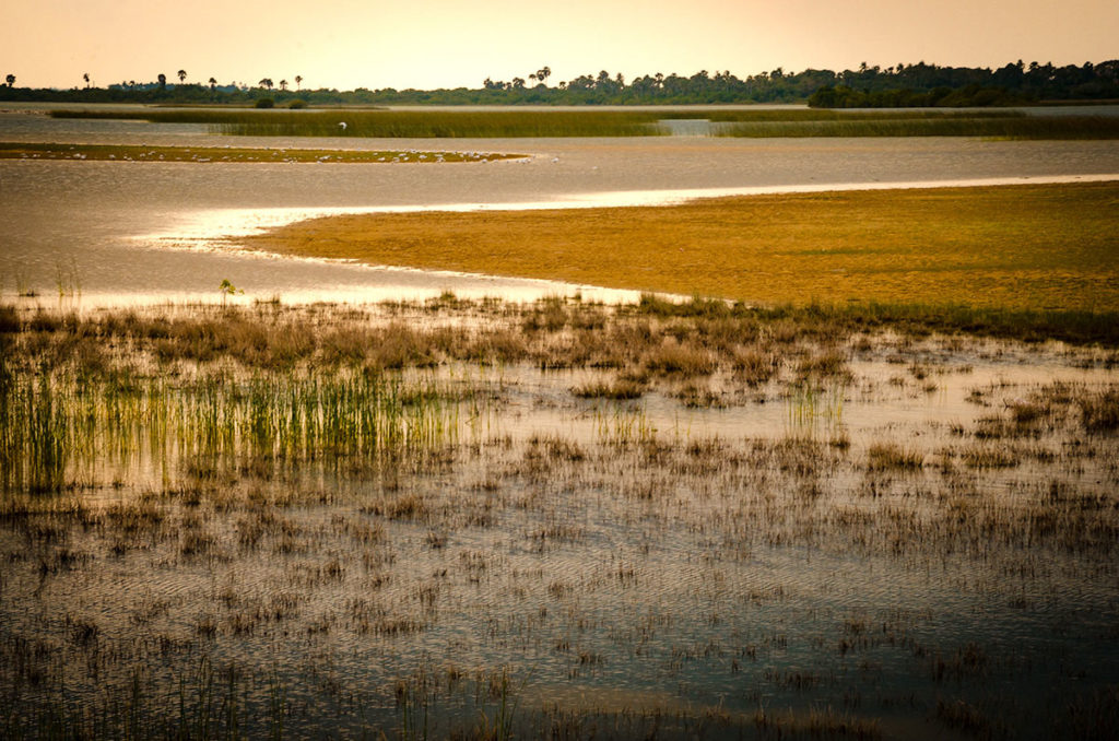 Marshes at Sunset - Jaffna