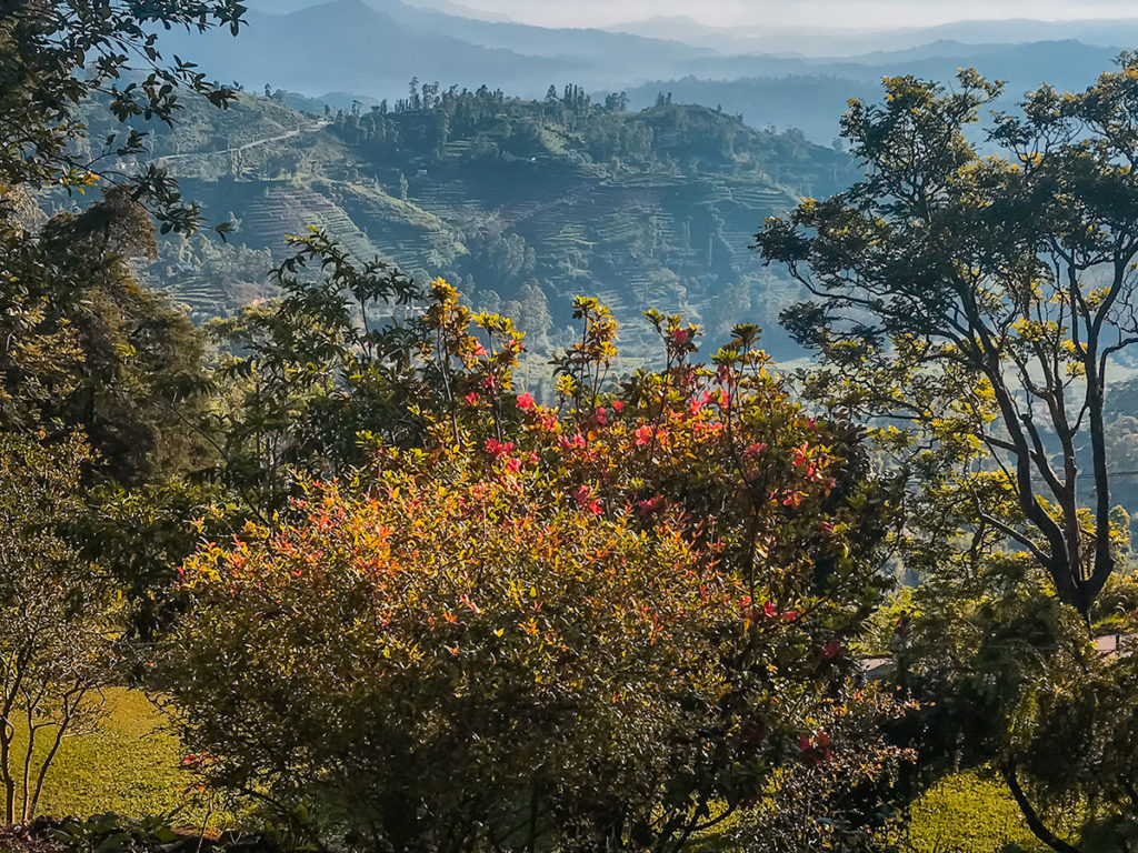View of terraces on a mountain side - Nuwara Eliya