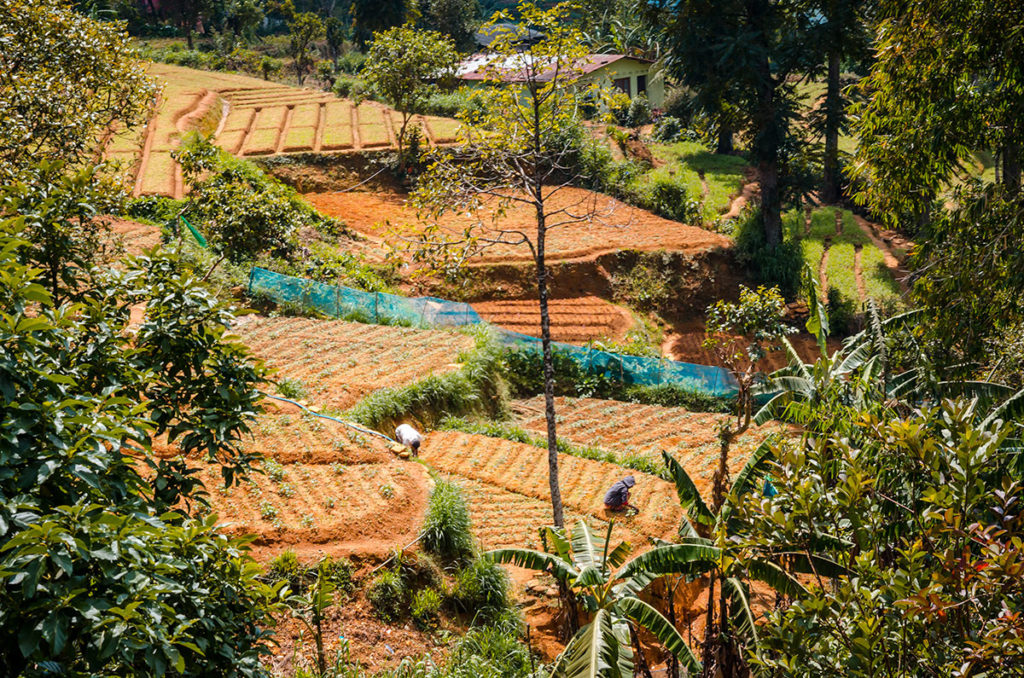 Terraced tea farm - Sri Lanka
