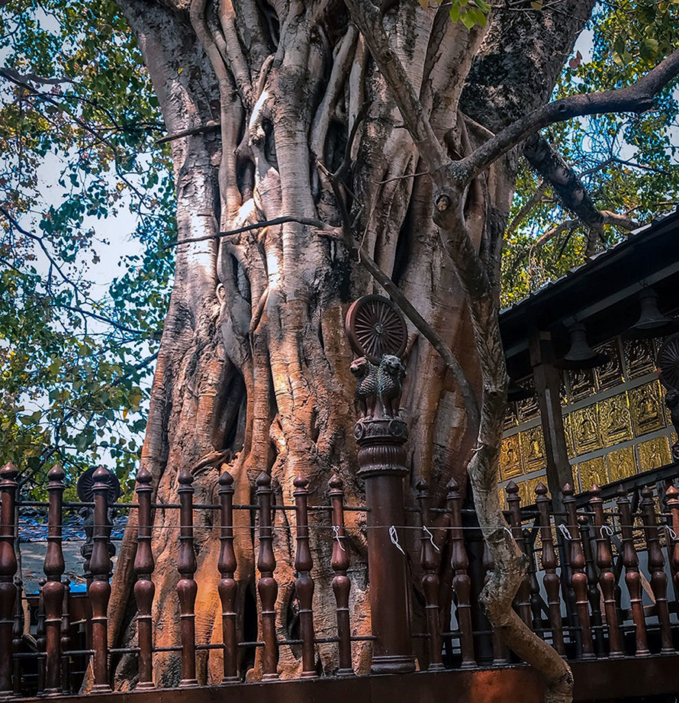 Large fenced Bodhi Tree - Gangaramaya Temple