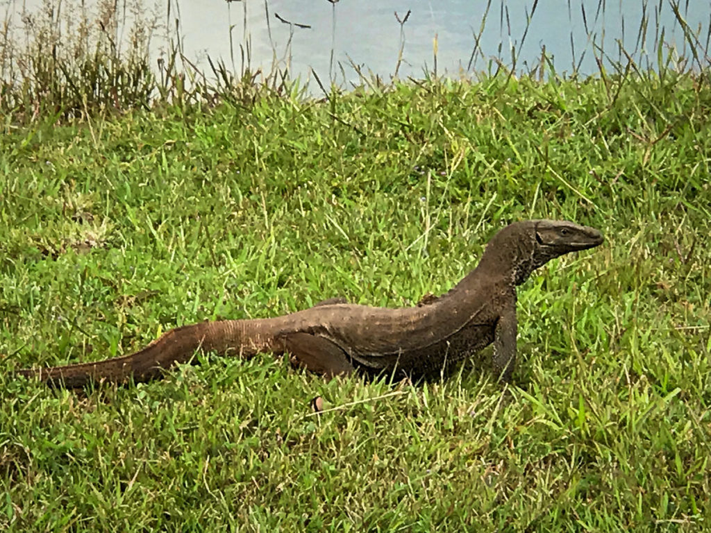 Monitor Lizard on grass field - Dambulla