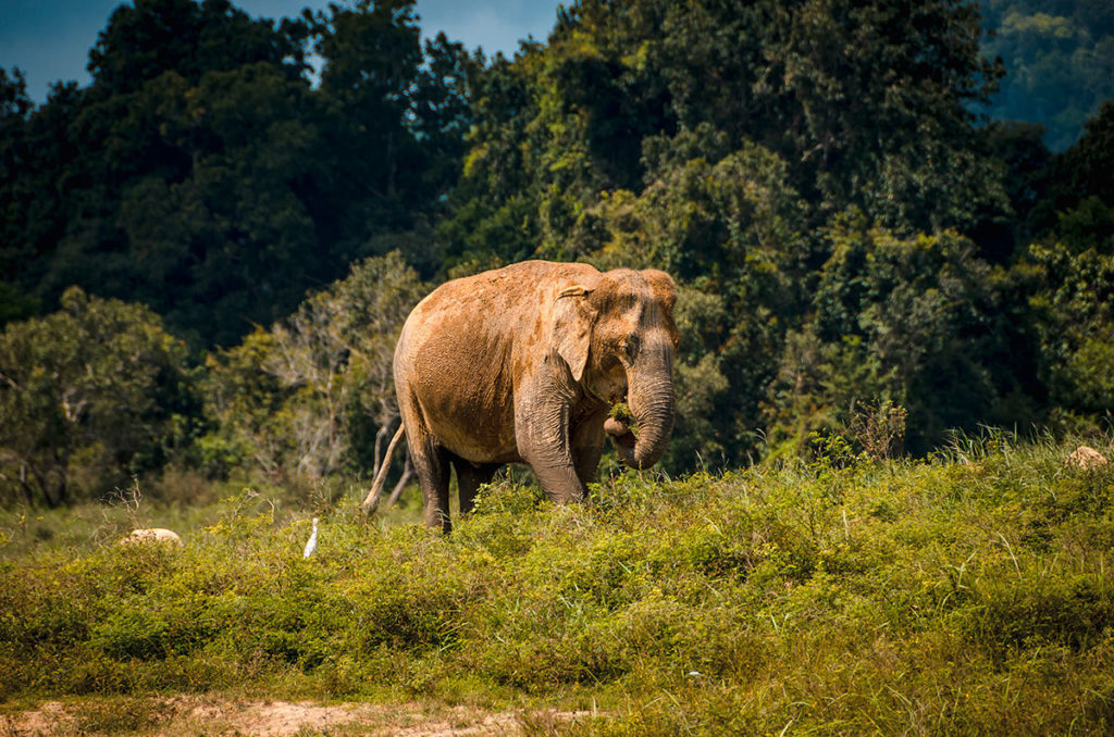 Elephant in the Senanayake Reservoir - Gal Oya National Park