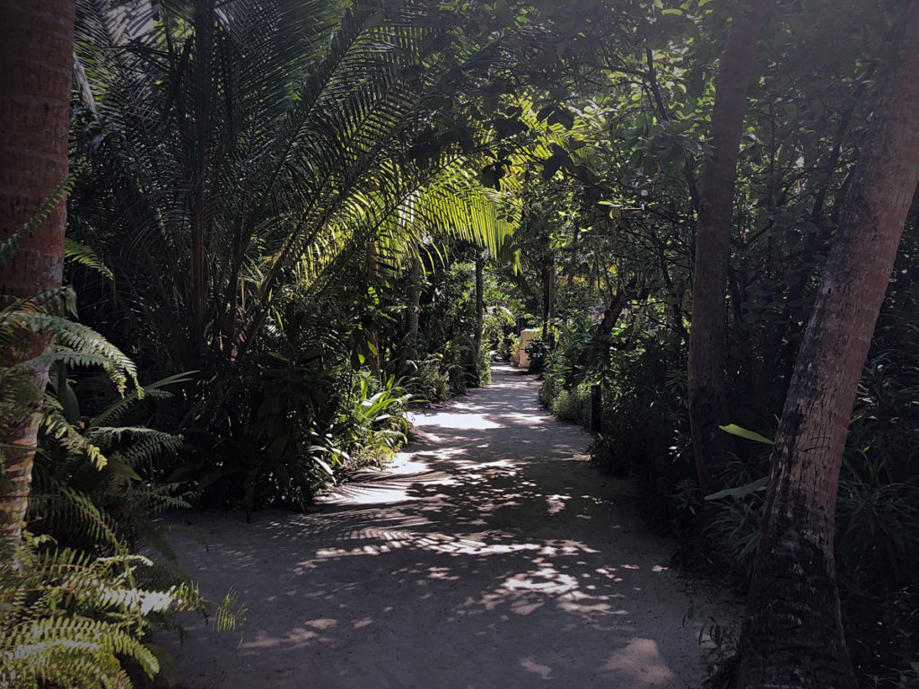 Resort path covered in tropical vegetation - Vilamendhoo Island
