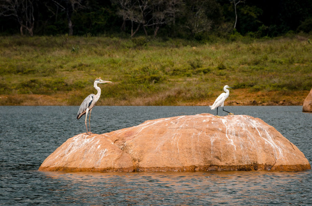 A Heron and an Egret on a rock - Gal Oya National Park