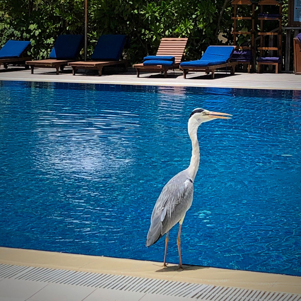 Heron by the pool - Vilamendhoo Island