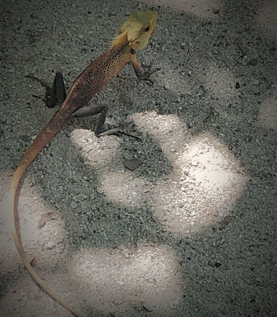 Gecko lizard on the sand - Vilamendhoo Island