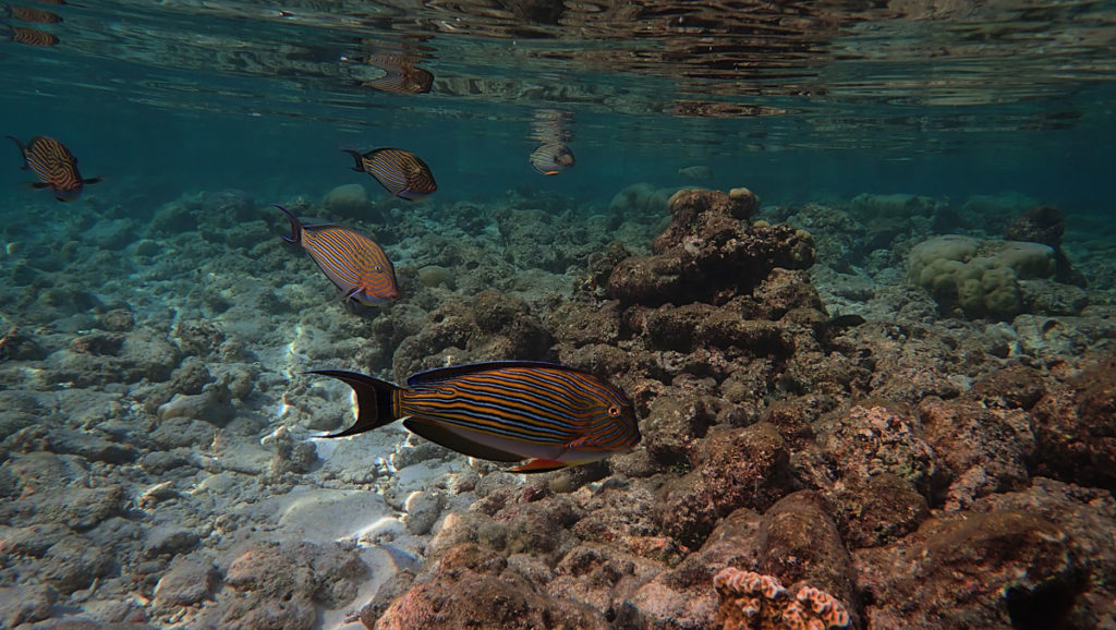 Stripped Parrotfish - Vilamendhoo Island