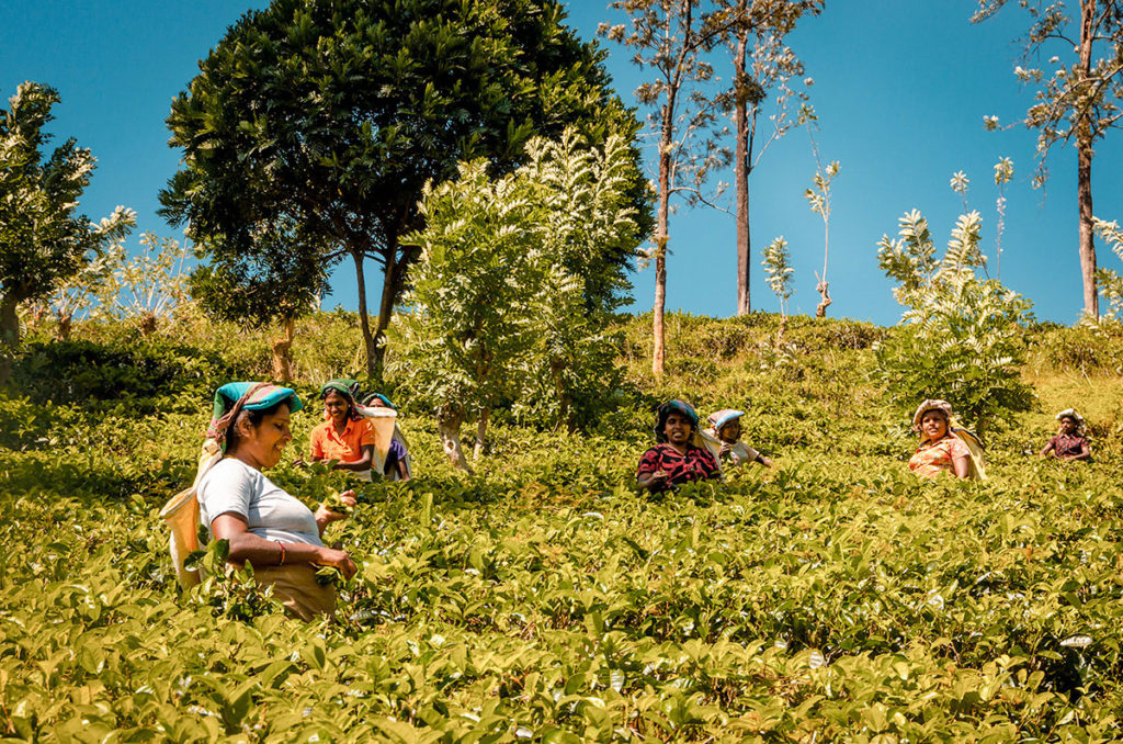 Women tea pickers - Sri Lanka