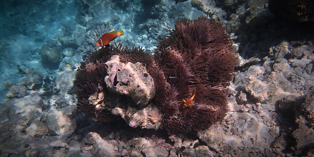 Two Clownfishes by a coral - Vilamendhoo Island