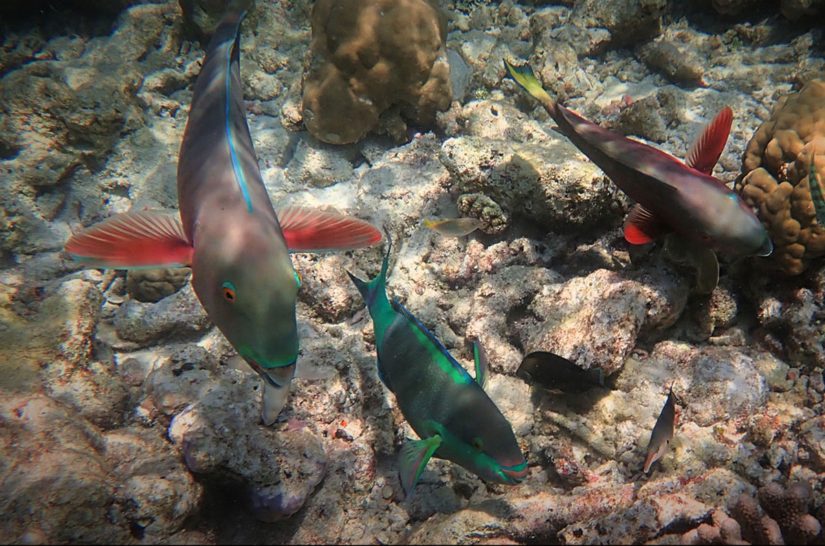 Parrotfish - Alif Dhaal Atoll