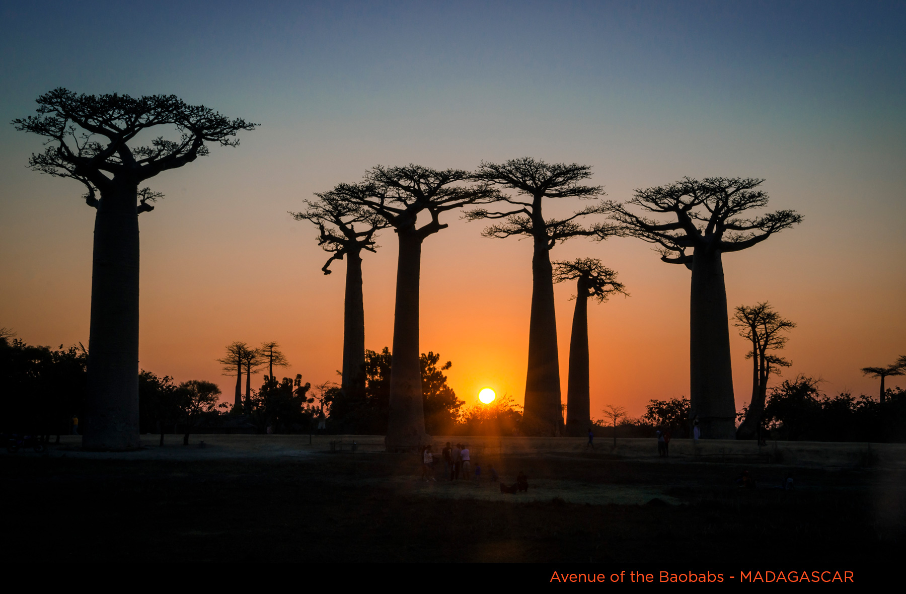 Avenue of the Baobabs