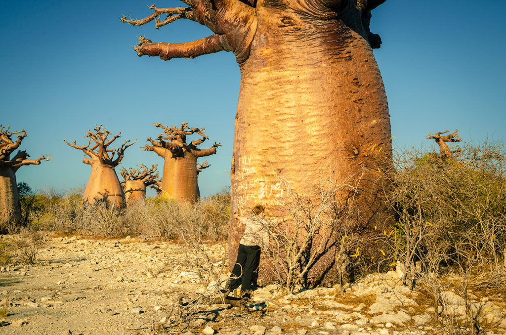 Baobab Stand