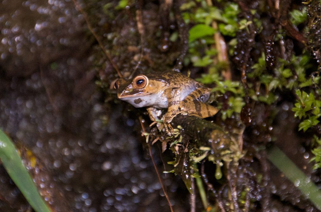 Ranomafana Frog