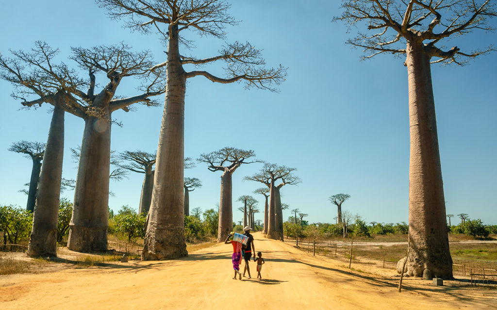 Avenue of the Baobabs Afternoon