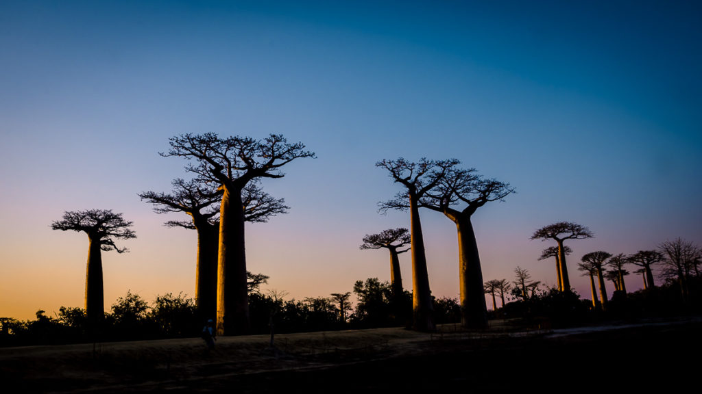 Avenue of the Baobabs Dusk