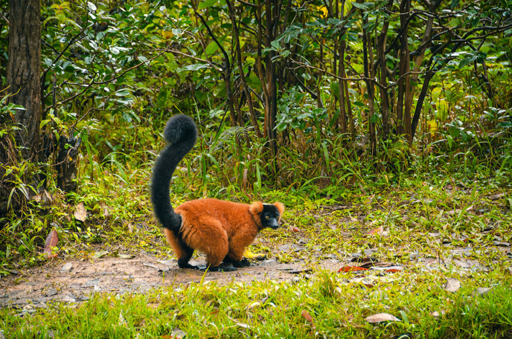 Red Lemur Madagascar