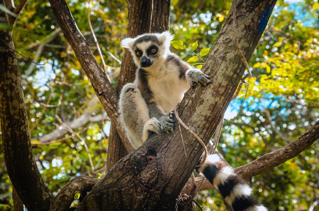 Anja Ring Tailed Lemur