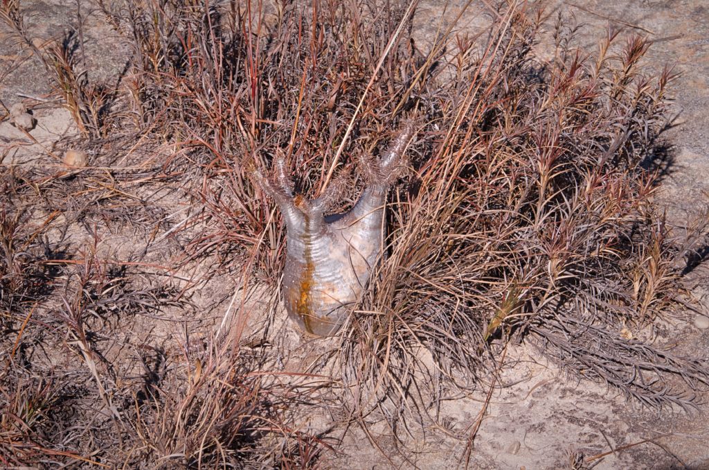 Isalo Elephant Foot Plant