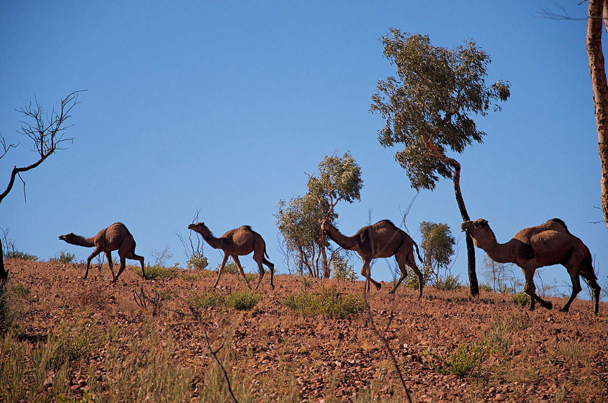 Australia Wild Camels