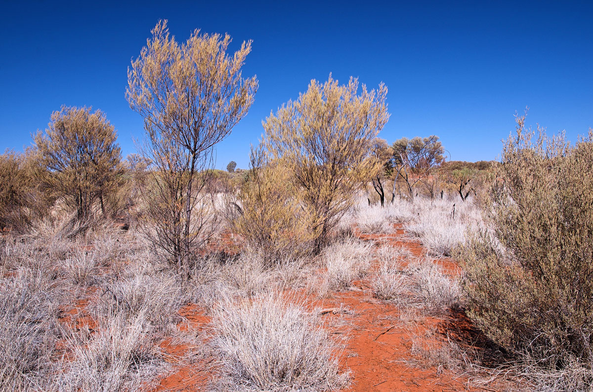 Australia Outback Desert 