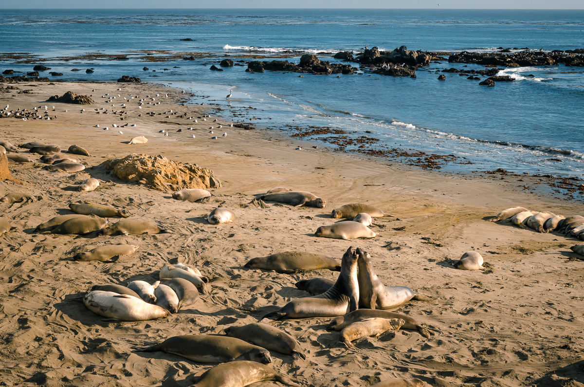 Piedras Blancas Elephant Seal Rookery