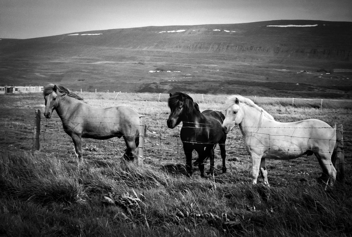 Three horses behind a wired fence of a field in Iceland