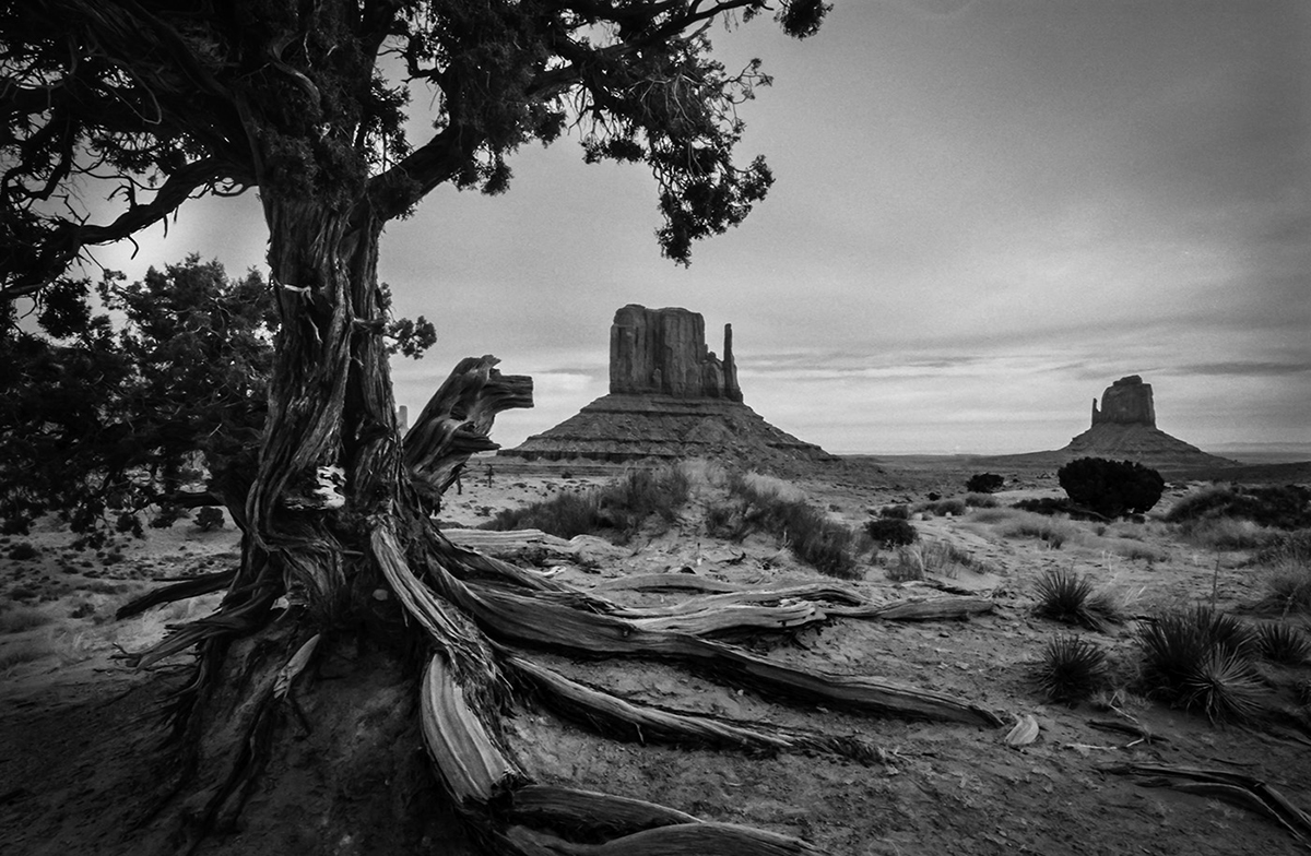 View of the Monument Valley beside a tree