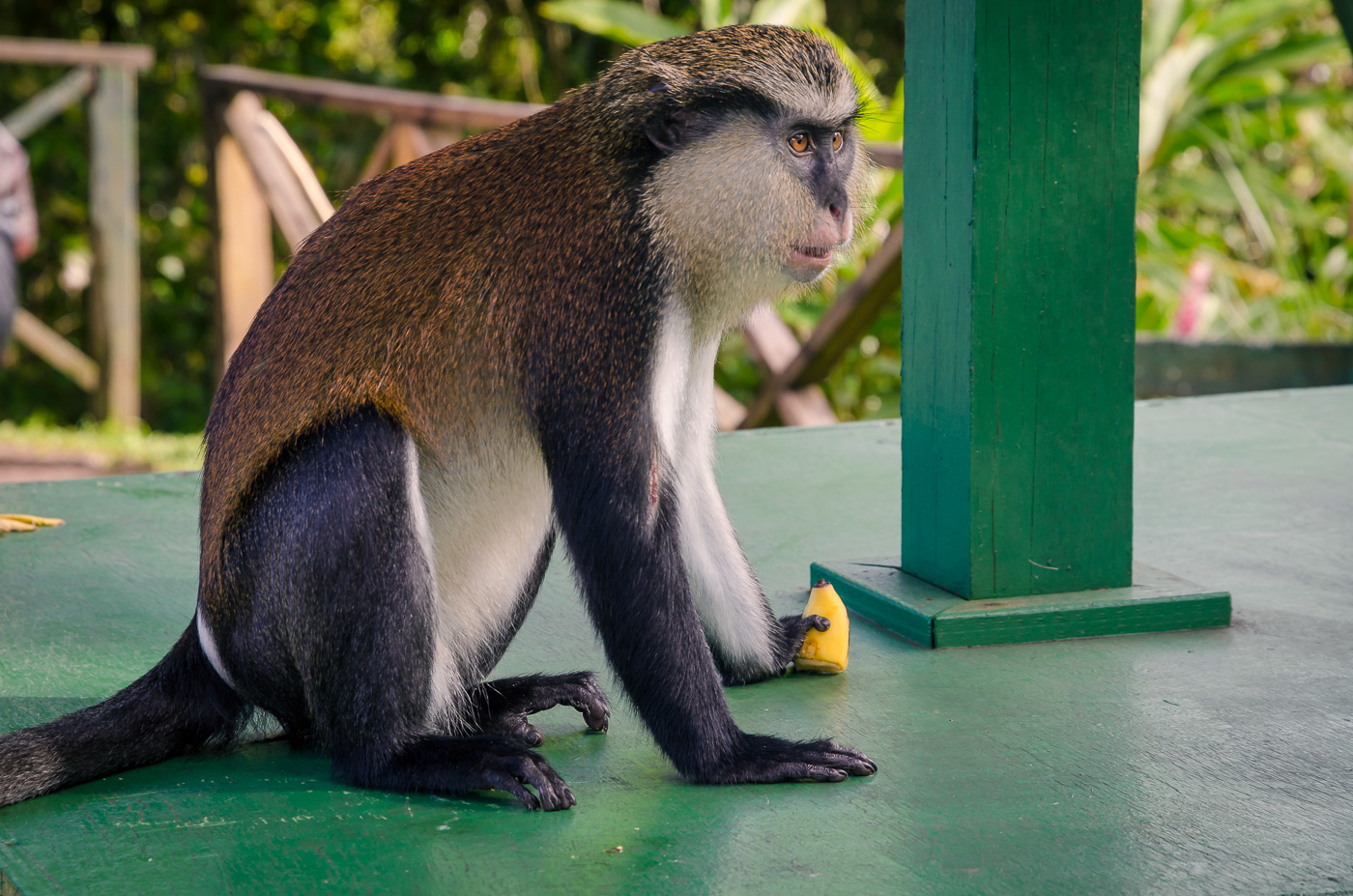 Mona Monkey in Grand Etang Forest Reserve