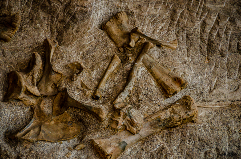 Dinosaur National Monument Fossil Wall