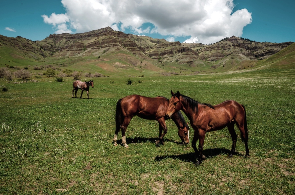 Hells Canyon Idaho Horses