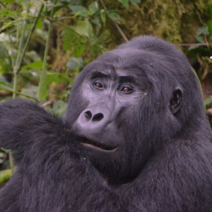 Gorilla, Wildlife, Safari, Uganda, Africa
