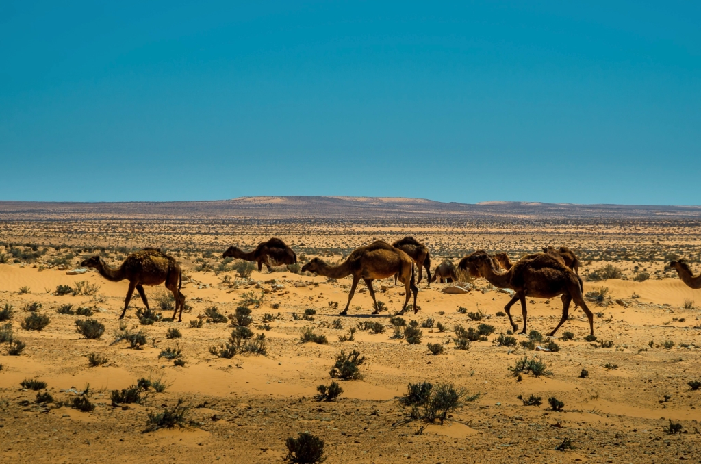 Tunisian Camels