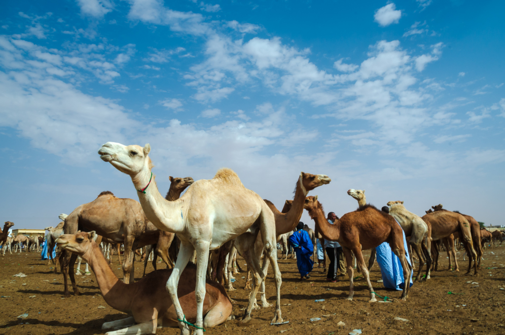 Nouakchott Camel Market