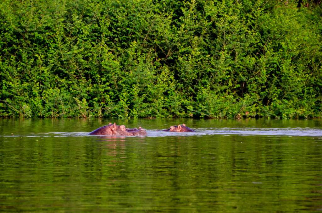 Hippos in the Gambia River