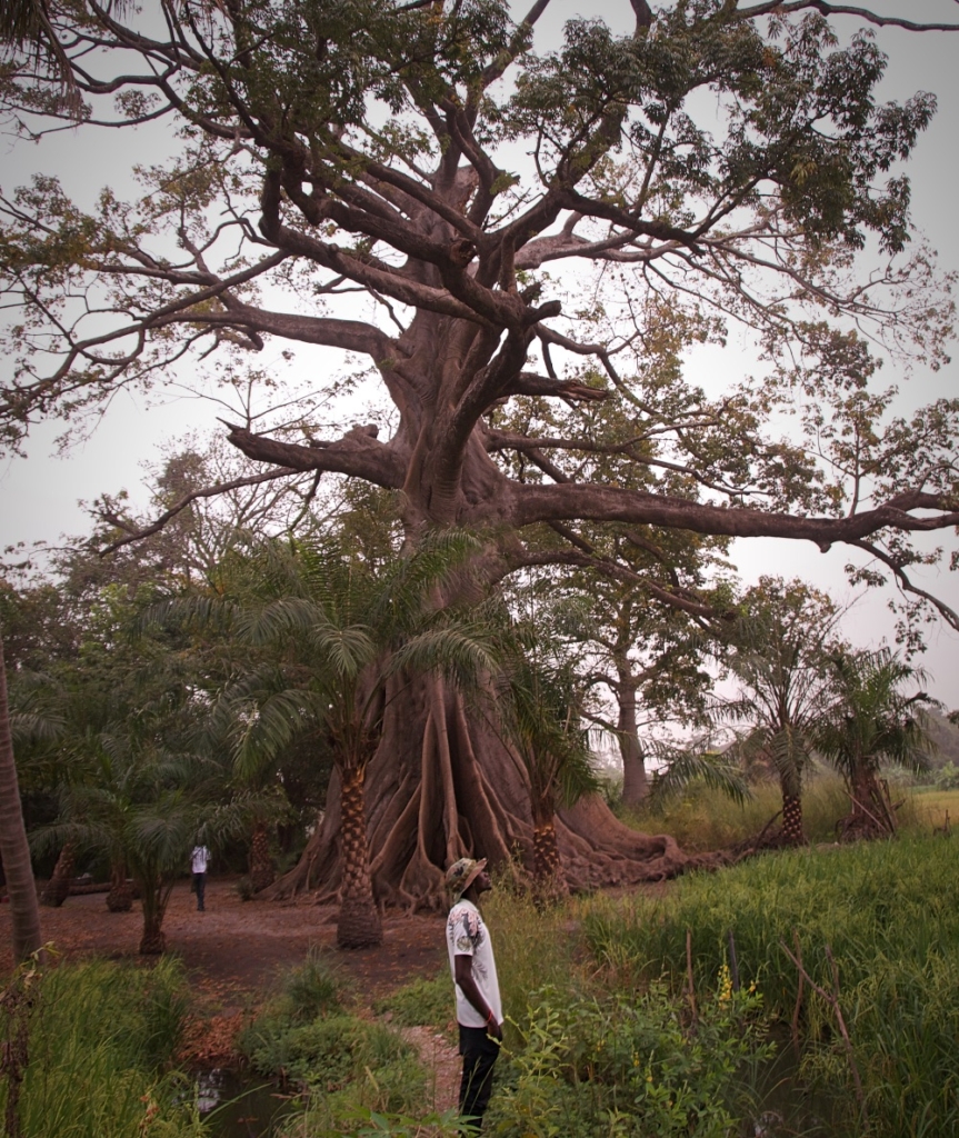 Silk Cotton Tree, Tanbi Wetlands, Gambia