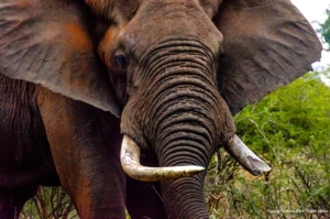 Elephant in Kruger Park, South Africa
