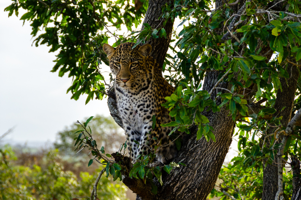 Leopard - Kruger Park