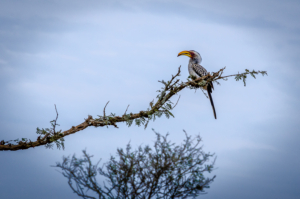 Southern Yellow-Billed Hornbill